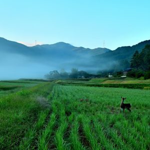 里山の朝霧