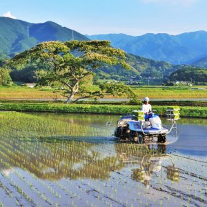 田植の季節