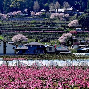 フルーツ街道は花盛り